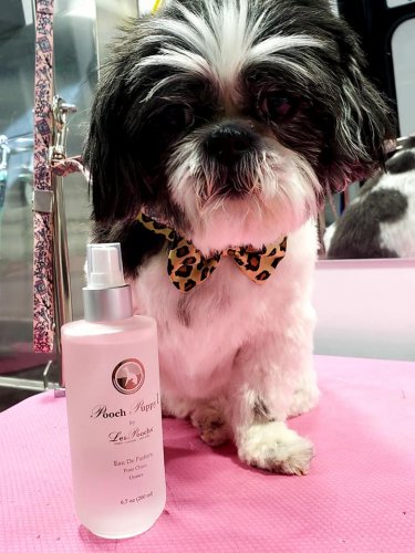 Lilly the Shih Tzu